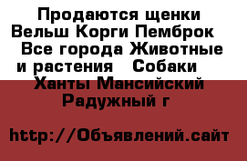 Продаются щенки Вельш Корги Пемброк  - Все города Животные и растения » Собаки   . Ханты-Мансийский,Радужный г.